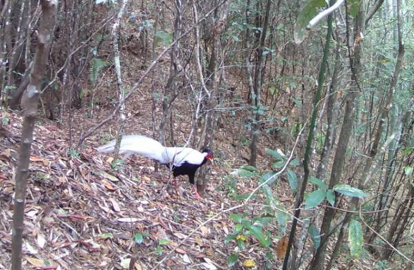 8只同框，罕见！湖南八面山拍到这种美丽的鸟，被称“林中仙子”