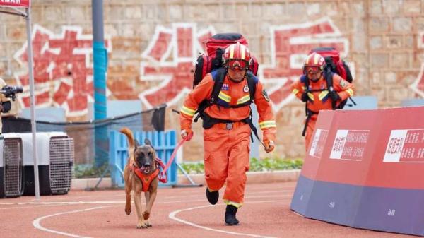 汪汪队找新家！4只消防搜救犬征集领养人