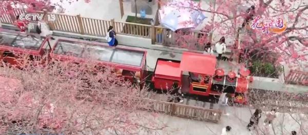 福建漳平：十里樱花开 “美丽”经济来