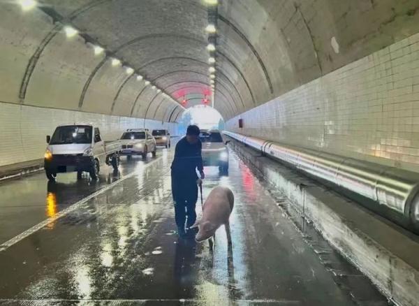 5年前，在网上公然卖猪的警察，又和猪杠上了