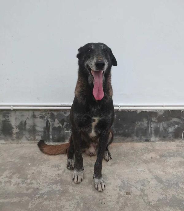 汪汪队找新家！4只消防搜救犬征集领养人