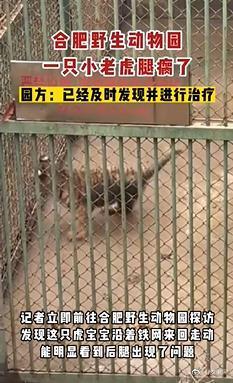 合肥野生动物园小虎瘸腿引关注 园方表示将进一步检查确定原因