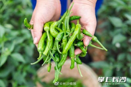樟树港辣椒太空种子育种实验在湘阴启动