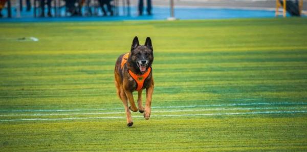 汪汪队找新家！4只消防搜救犬征集领养人