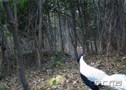 悠然踱步！白凤凰现身石燕湖森林公园