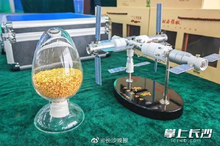 樟树港辣椒太空种子育种实验在湘阴启动