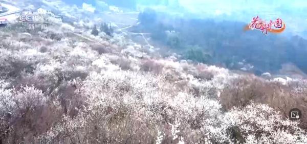 云南文山:油菜花开香万里 踏青赏花正当时 云南文山:油菜花开香万里 踏青赏花正当时