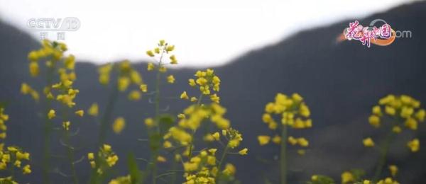云南文山:油菜花开香万里 踏青赏花正当时 云南文山:油菜花开香万里 踏青赏花正当时