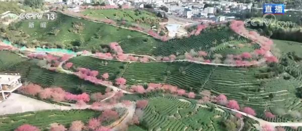福建漳平：十里樱花开 “美丽”经济来