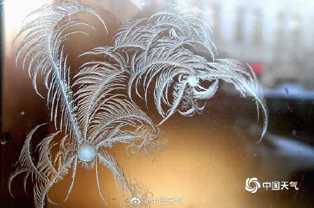 哈尔滨又现绝美冰窗花 哈尔滨又现绝美冰窗花