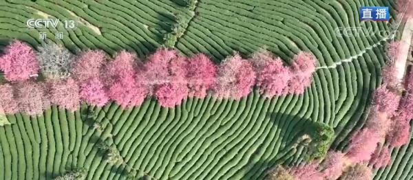福建漳平：十里樱花开 “美丽”经济来