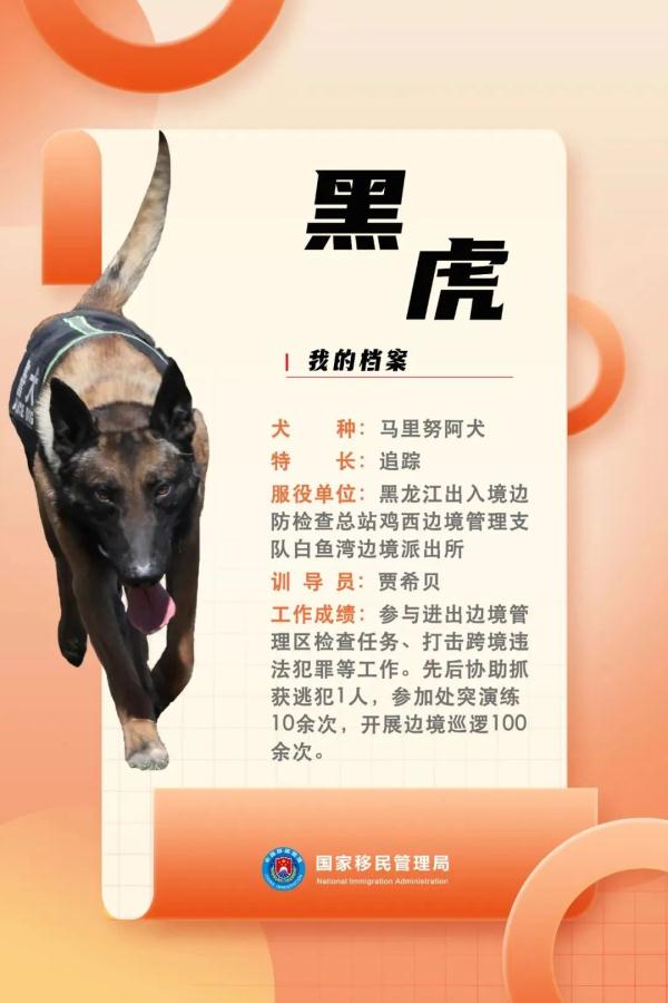 国家首批“功勋犬”，是它们！