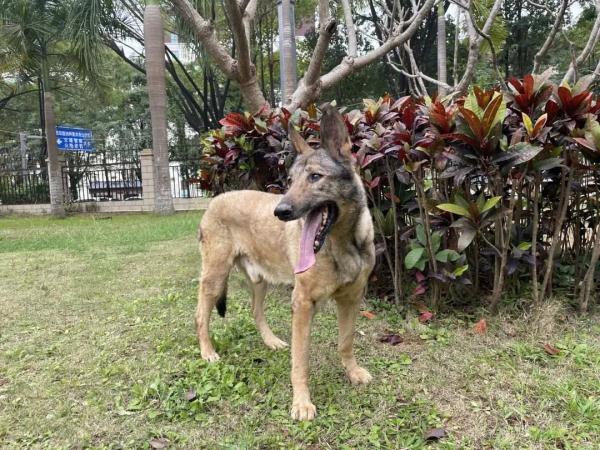 汪汪队找新家！4只消防搜救犬征集领养人