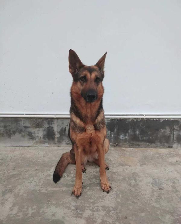 汪汪队找新家！4只消防搜救犬征集领养人