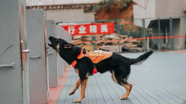 汪汪队找新家！4只消防搜救犬征集领养人