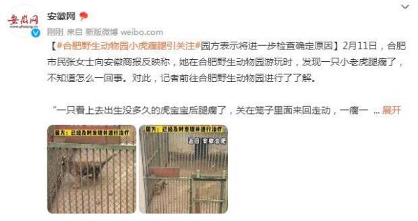 合肥野生动物园小虎瘸腿引关注 园方表示将进一步检查确定原因