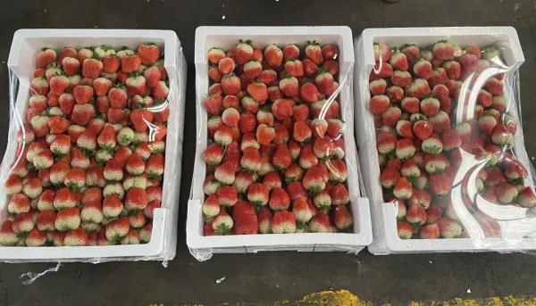 价格大跌，近乎腰斩！“生意还行，一天两三百箱”