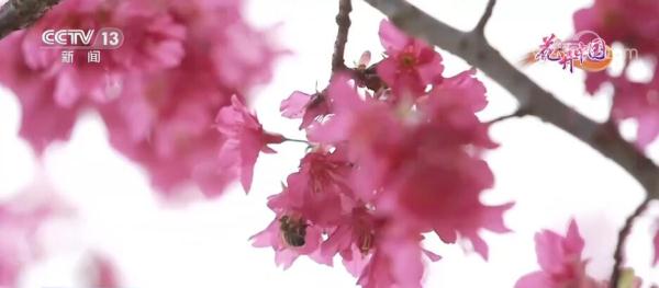 福建漳平：十里樱花开 “美丽”经济来