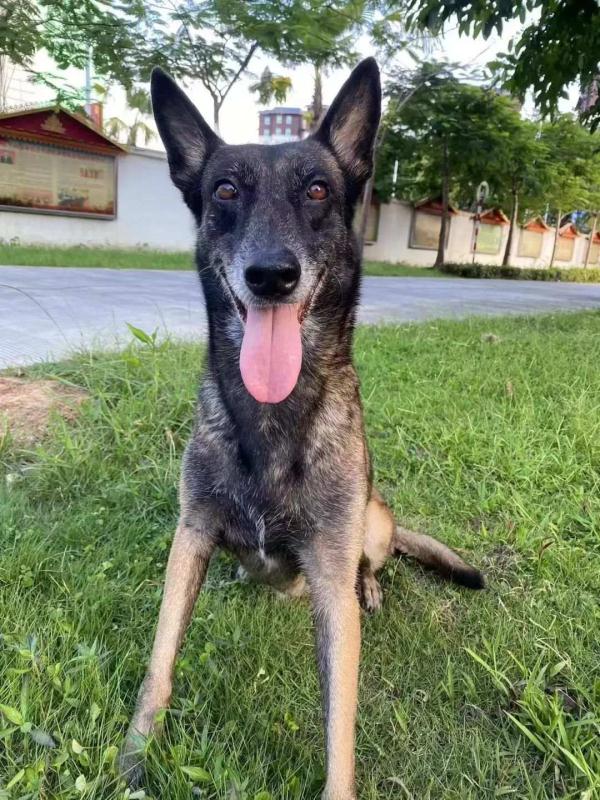 汪汪队找新家！4只消防搜救犬征集领养人