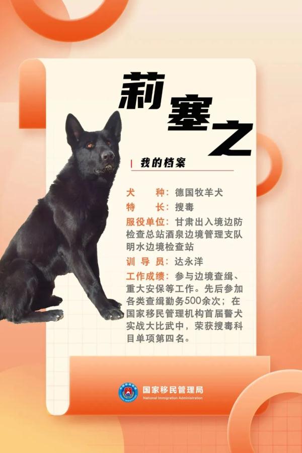 国家首批“功勋犬”，是它们！