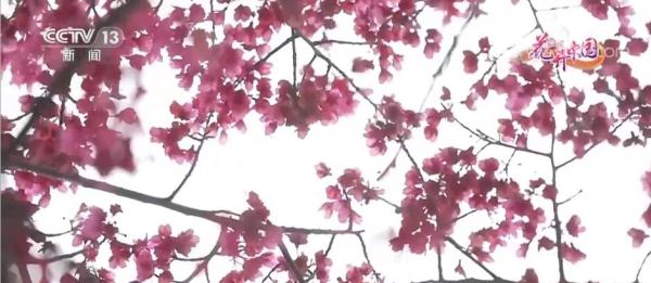 福建漳平：十里樱花开 “美丽”经济来