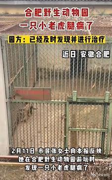 合肥野生动物园小虎瘸腿引关注 园方表示将进一步检查确定原因