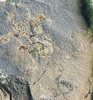 2.5亿年前龙虾化石揭示生物大灭绝后新世界