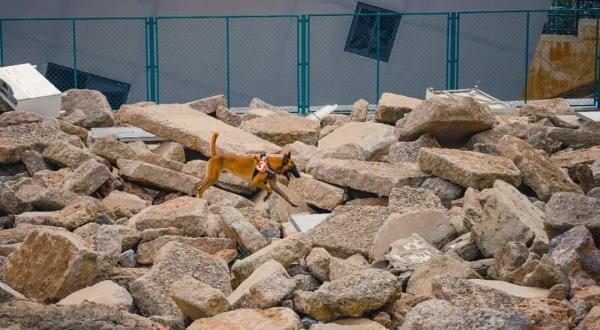 汪汪队找新家！4只消防搜救犬征集领养人