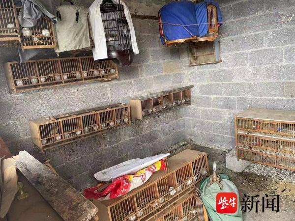 山林里的上千只画眉缘何成“笼中鸟”? 检察官:抓画眉鸟涉嫌犯罪,买了也难养活 山林里的上千只画眉缘何成“笼中鸟”? 检察官:抓画眉鸟涉嫌犯罪,买了也难养活