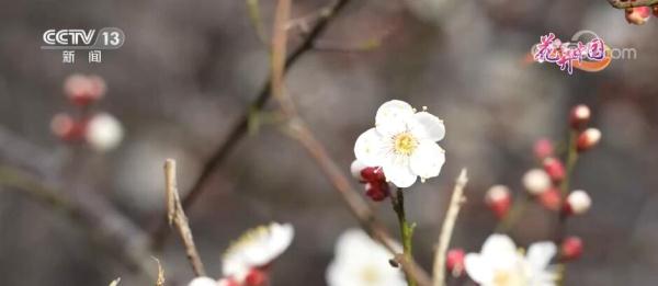 云南文山:油菜花开香万里 踏青赏花正当时 云南文山:油菜花开香万里 踏青赏花正当时