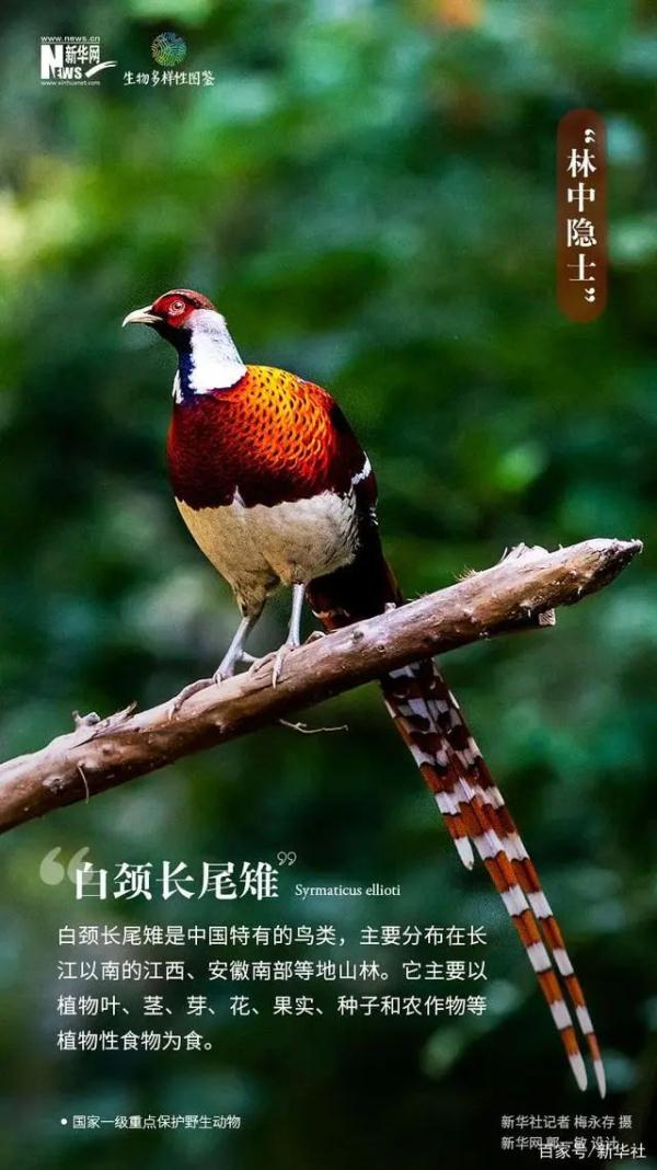 拍到了!世界濒危野生动物现身江西