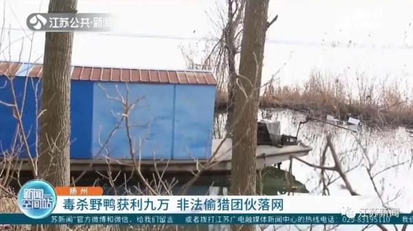 将农药拌入水草，团伙两个月毒杀181只野鸭，判了！