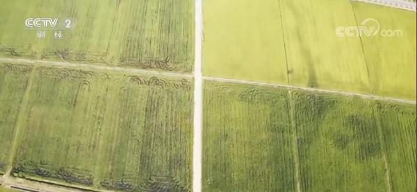 “小碎田”变连片“大田” 江西着力提升中低产田品质 “小碎田”变连片“大田” 江西着力提升中低产田品质