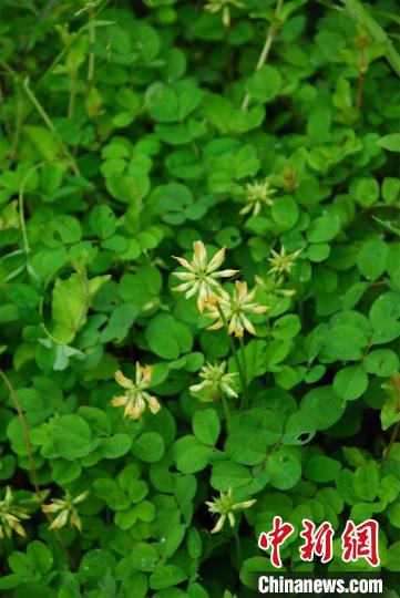 湖北发现豆科植物新种巴山黄耆 湖北发现豆科植物新种巴山黄耆
