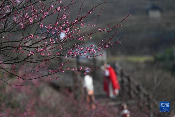 浙江湖州:梅花枝头俏 浙江湖州:梅花枝头俏
