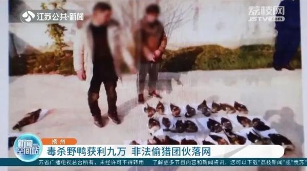 将农药拌入水草，团伙两个月毒杀181只野鸭，判了！