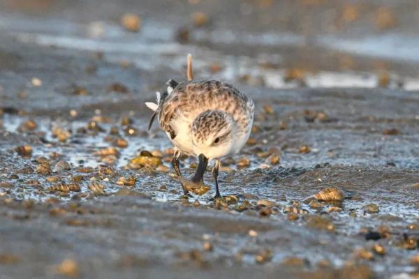 被誉为“鸟中大熊猫”!自带餐具的“干饭鸟”又来海南过冬了 被誉为“鸟中大熊猫”!自带餐具的“干饭鸟”又来海南过冬了