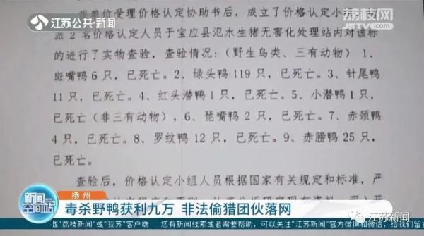 将农药拌入水草，团伙两个月毒杀181只野鸭，判了！