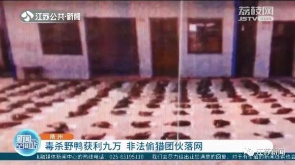 将农药拌入水草，团伙两个月毒杀181只野鸭，判了！