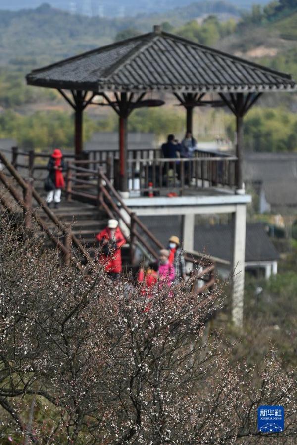 浙江湖州:梅花枝头俏 浙江湖州:梅花枝头俏