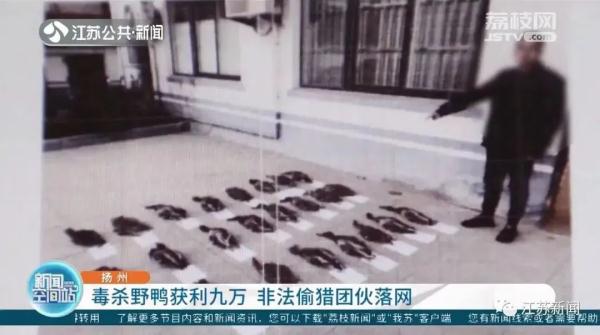 将农药拌入水草，团伙两个月毒杀181只野鸭，判了！