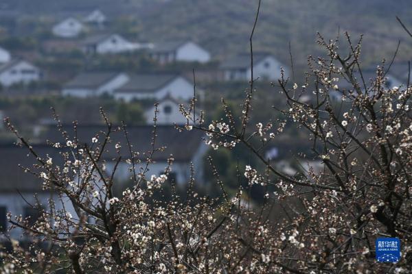 浙江湖州:梅花枝头俏 浙江湖州:梅花枝头俏