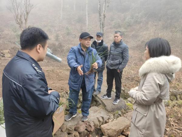 “我从山中来，带着兰花草”，违法！