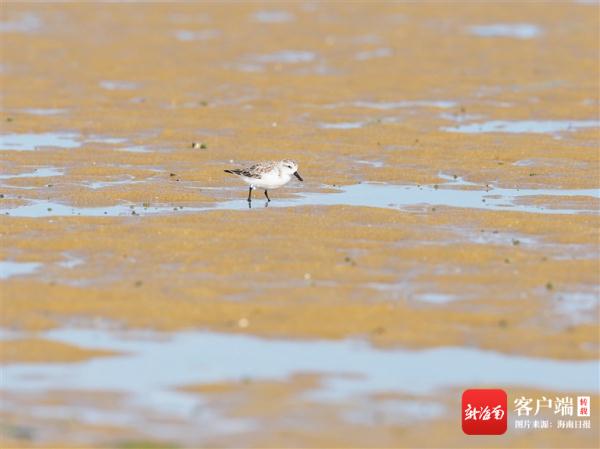被誉为“鸟中大熊猫”!自带餐具的“干饭鸟”又来海南过冬了 被誉为“鸟中大熊猫”!自带餐具的“干饭鸟”又来海南过冬了