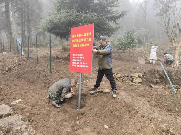 “我从山中来，带着兰花草”，违法！