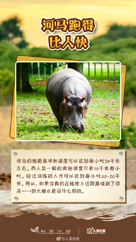 冷知识get！其实河马不会游泳