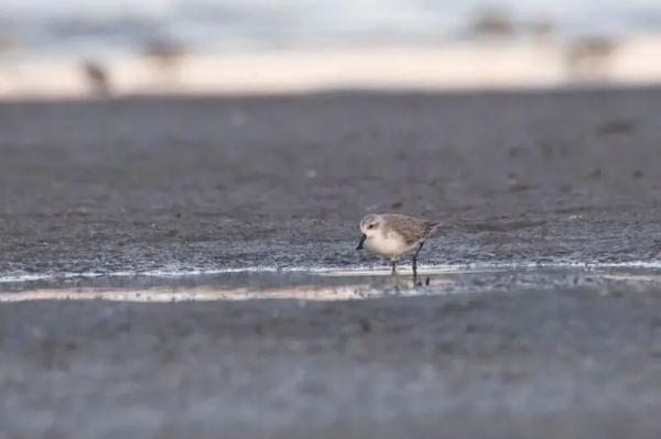 【探索】鸟儿为何对上海青睐有加？519种野鸟在沪定居或做客