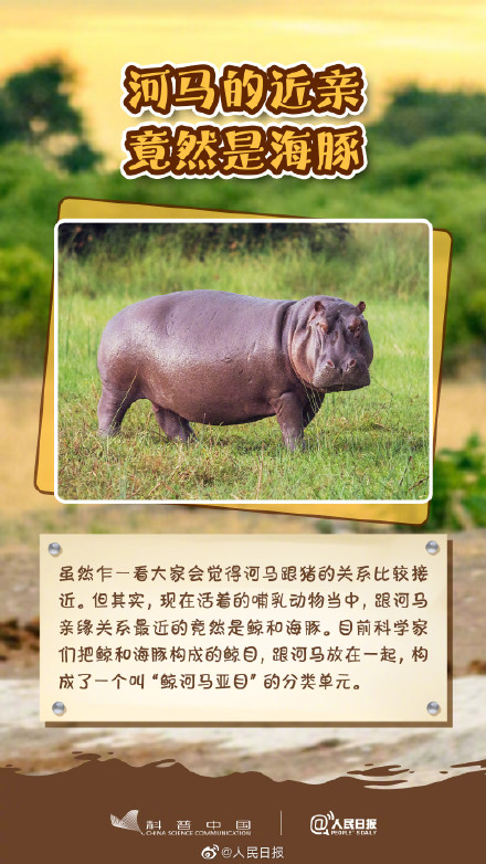 冷知识get！其实河马不会游泳