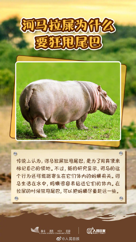 冷知识get！其实河马不会游泳