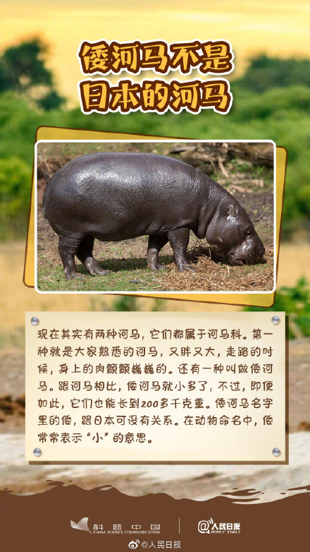 冷知识get！其实河马不会游泳